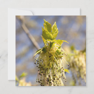 Kute bladeren op lentfoto