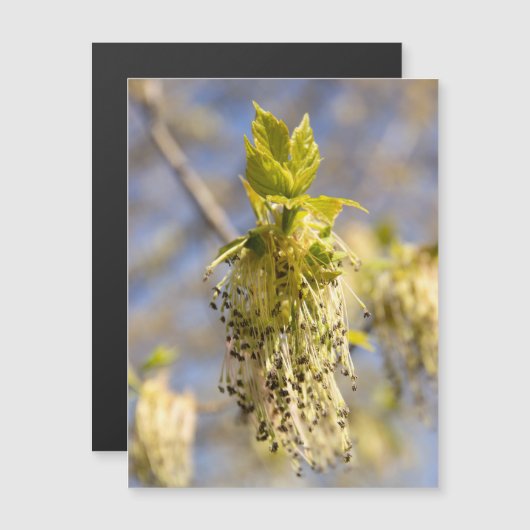 Kute bladeren op lentfoto (Voorkant / Achterkant)