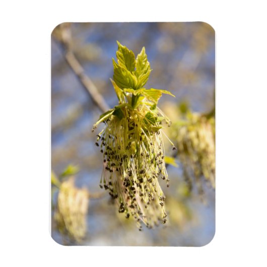 Kute bladeren op lentfoto magneet (Verticaal)