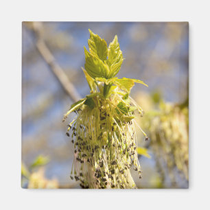 Kute bladeren op lentfoto magneet