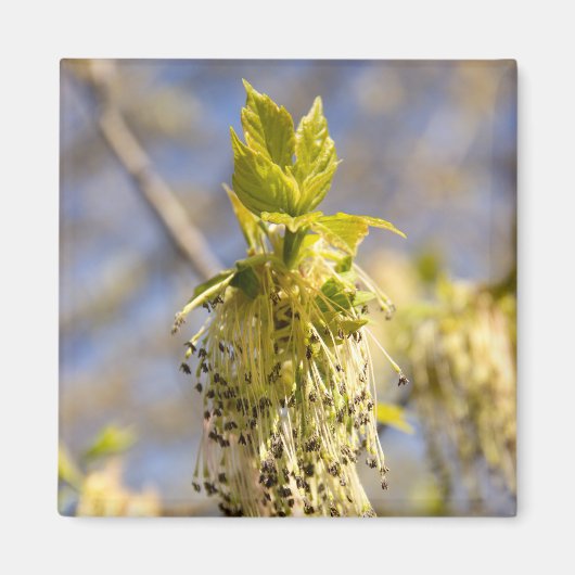 Kute bladeren op lentfoto magneet (Voorkant)