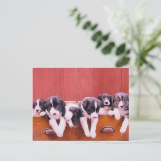 Kute Border Collie Puppies Briefkaart (Staand voorkant)