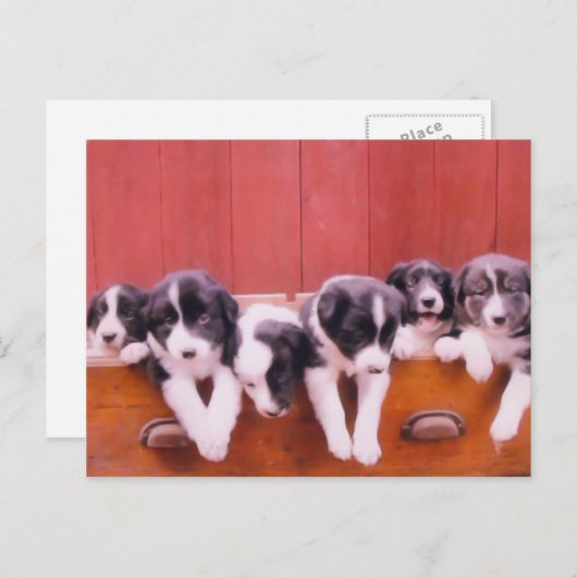 Kute Border Collie Puppies Briefkaart (Voorkant / Achterkant)