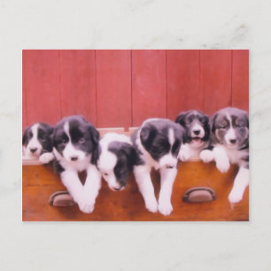 Kute Border Collie Puppies Briefkaart