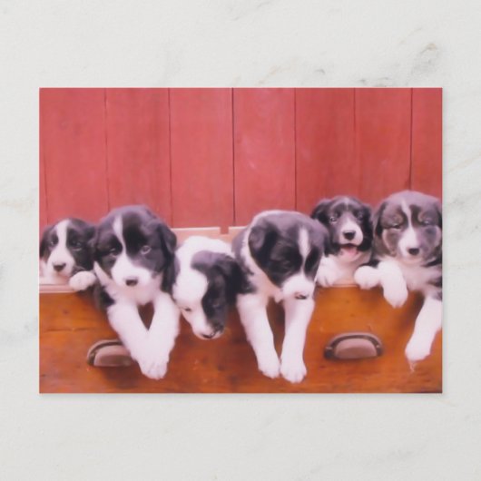 Kute Border Collie Puppies Briefkaart (Voorkant)