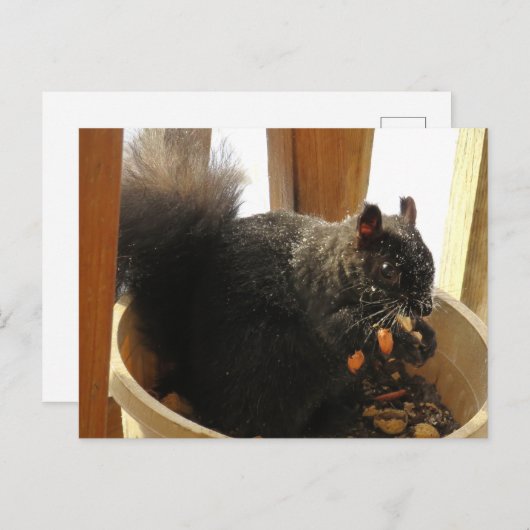 Kute Bright Eyed Black Squirrel Eating Peanuts Briefkaart (Voorkant / Achterkant)