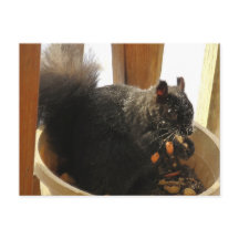 Kute Bright Eyed Black Squirrel Eating Peanuts