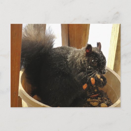 Kute Bright Eyed Black Squirrel Eating Peanuts Briefkaart (Voorkant)