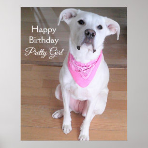 Kute Bright Eyes White Dog Wearing Pink Birthday Poster