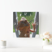 Kute buaarddraak klimfoto's vierkante klok (Huis)