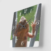 Kute buaarddraak klimfoto's vierkante klok (Hoek)