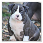 Kute bully ras puppy foto afdruk (Voorkant)