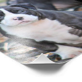 Kute bully ras puppy foto afdruk (Hoek)