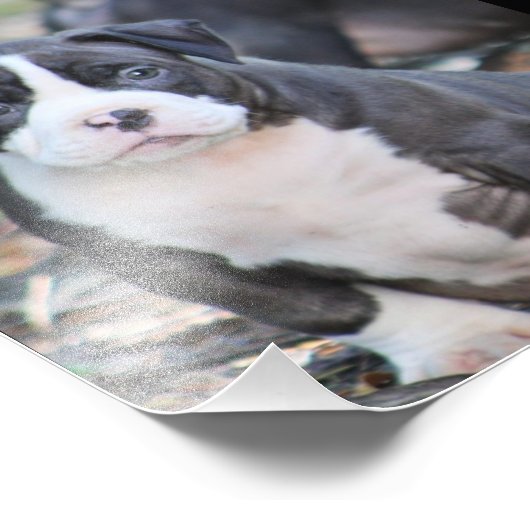 Kute bully ras puppy foto afdruk (Hoek)