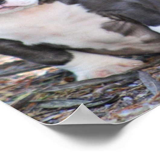Kute bully ras puppy poster (Hoek)