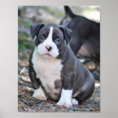 Kute bully ras puppy poster (Voorkant)