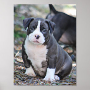 Kute bully ras puppy poster