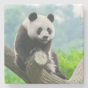 Kute Cudly Panda Beer Zitten op een boomafdeling Stenen Onderzetter