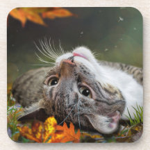Kute Daydreaming Tabby Cat in een herfstbos
