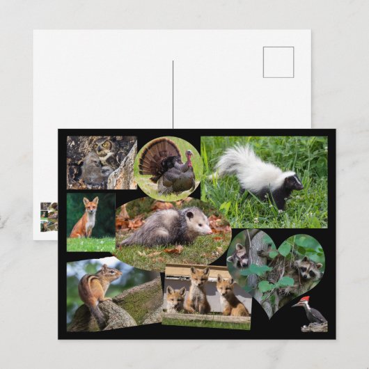 Kute dieren briefkaart (Voorkant / Achterkant)