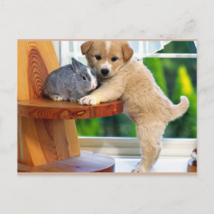 Kute dieren briefkaart