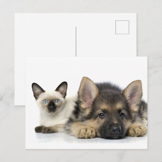 Kute dieren briefkaart (Voorkant / Achterkant)