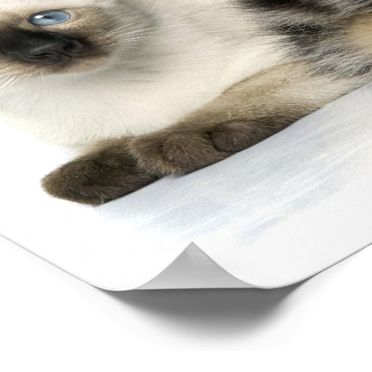 Kute dieren poster (Hoek)