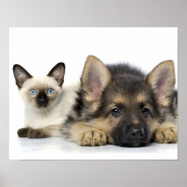 Kute dieren poster