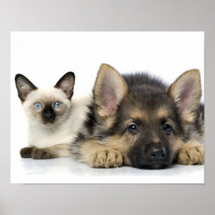Kute dieren poster