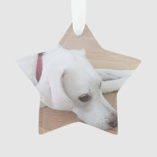 Kute dog met rode kraag kerstster ornament