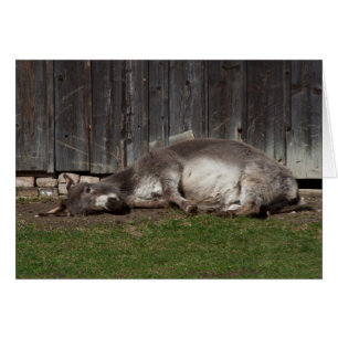 Kute Donkey die na een zandbad rust