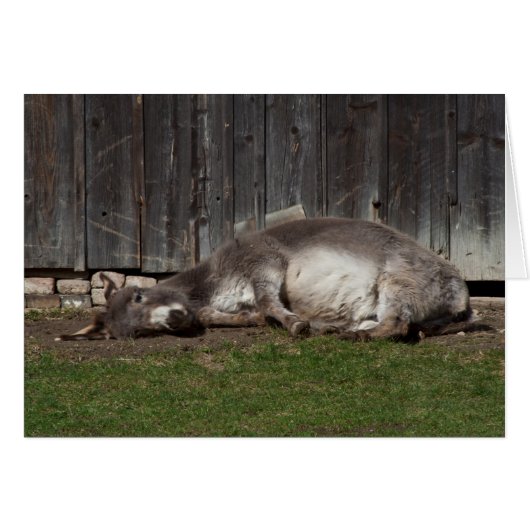 Kute Donkey die na een zandbad rust (Voorkant Horizontaal)