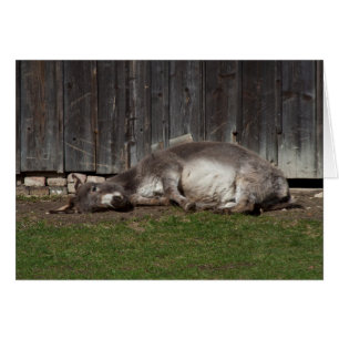 Kute Donkey die na een zandbad rust