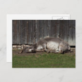 Kute Donkey die na een zandbad rust Briefkaart (Voorkant / Achterkant)