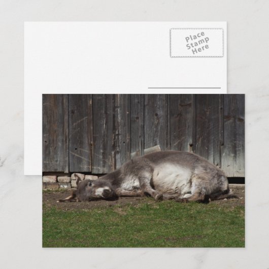 Kute Donkey die na een zandbad rust Briefkaart (Voorkant / Achterkant)