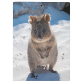 Kute en happy Quokka op het strand Australië Klembord (Achterkant)