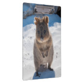 Kute en happy Quokka op het strand Australië Klembord (Rechts)