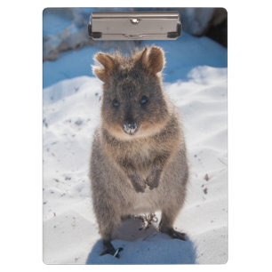 Kute en happy Quokka op het strand Australië Klembord