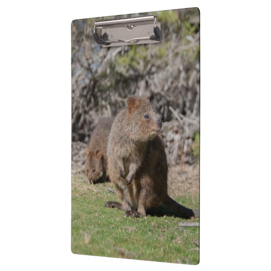 Kute en happy Quokkas in Australië Klembord (Links)