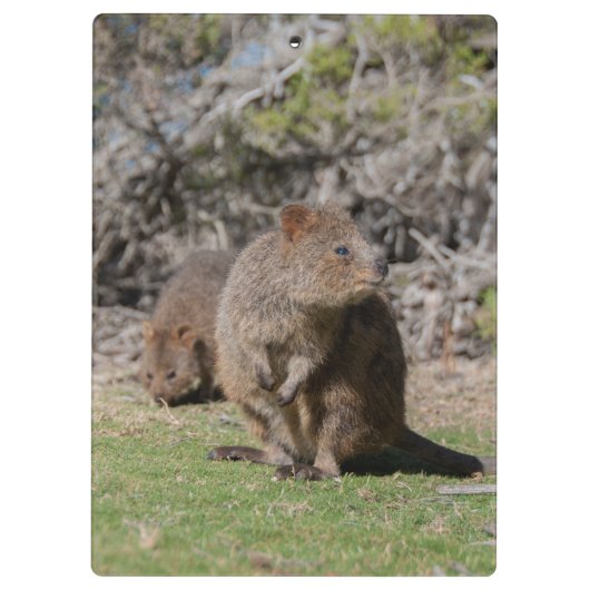 Kute en happy Quokkas in Australië Klembord (Achterkant)