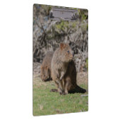 Kute en happy Quokkas in Australië Klembord (Rechts)