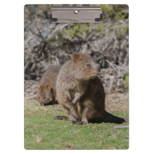 Kute en happy Quokkas in Australië Klembord