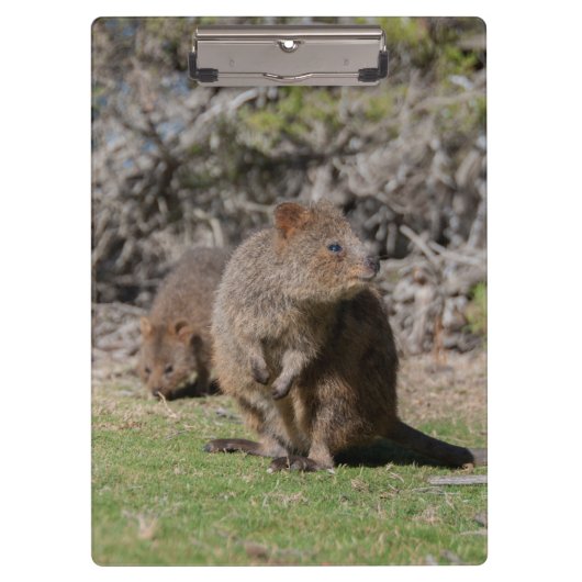 Kute en happy Quokkas in Australië Klembord (Voorkant)