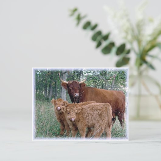Kute en schattige vetrijke hooglandkalveren briefkaart (Staand voorkant)