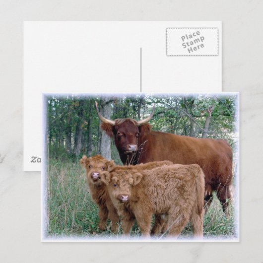 Kute en schattige vetrijke hooglandkalveren briefkaart (Voorkant / Achterkant)