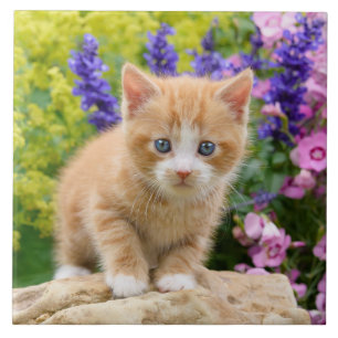 Kute Fluffy Ginger Cat Kitten Flowers Pet Photo  Tegeltje