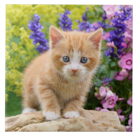Kute Fluffy Ginger Cat Kitten Flowers Pet Photo — Tegeltje (Voorkant)