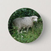 Kute fluffy White Sheep Eating Button (Voorkant)
