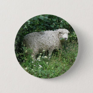 Kute fluffy White Sheep Eating Button