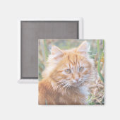 Kute funky rossige kat kitten schilderij magneet (Voorkant / Achterkant)